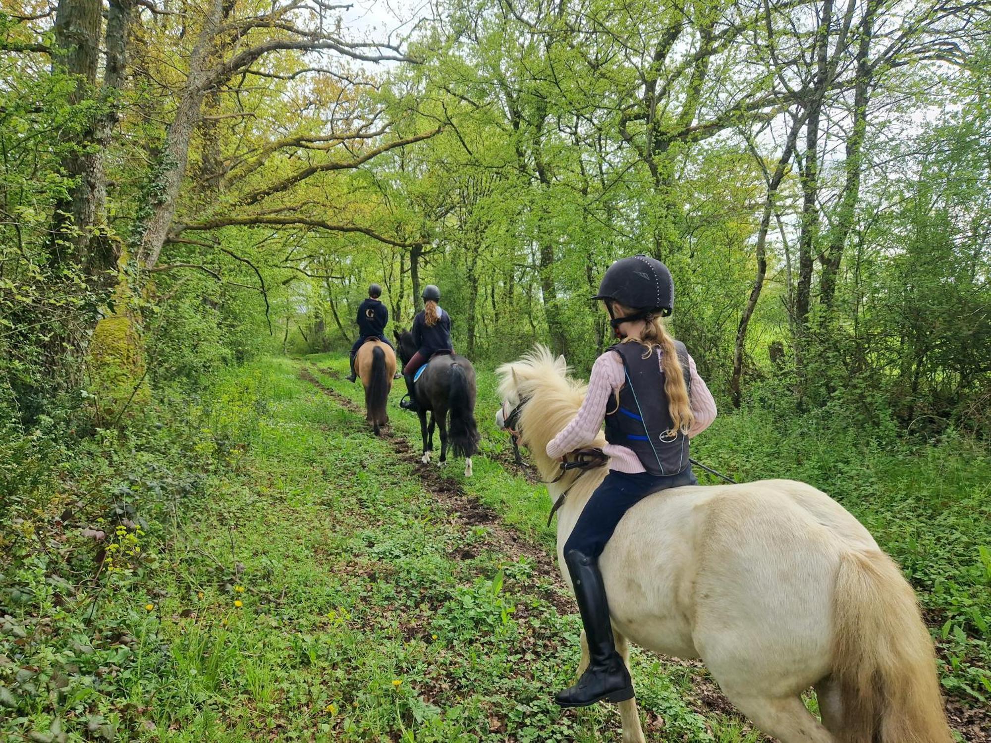 Ferme Equestre & Chambres D'Hotes Gateau Stables Proche Guedelon Saint-Amand-en-Puisaye エクステリア 写真