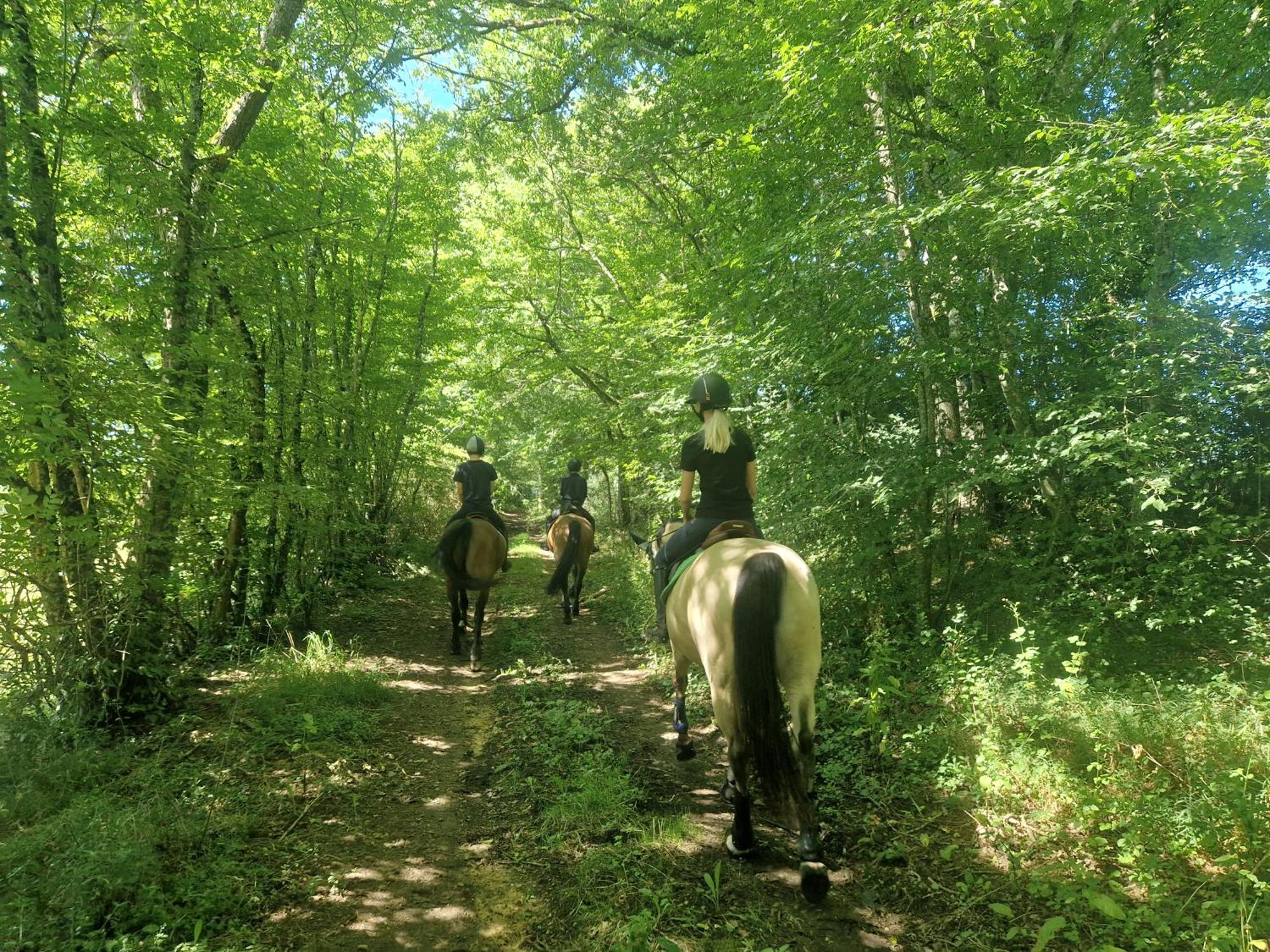 Ferme Equestre & Chambres D'Hotes Gateau Stables Proche Guedelon Saint-Amand-en-Puisaye エクステリア 写真